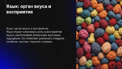язык- орган вкуса