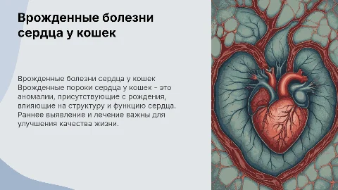 Врожденные заболевания сердца у кошек