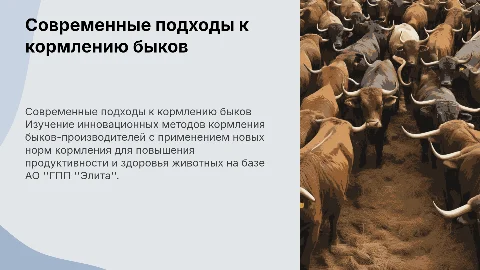 Кормление быков-производителей: новые подходы и методы