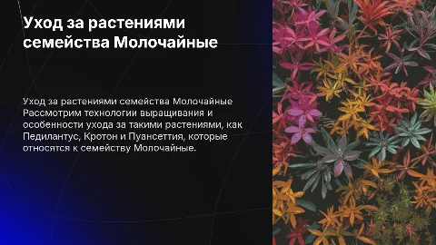 Уход за растениями семейства Молочайные: советы и технологии