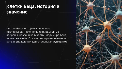 Клетки Беца: история, значение и функции нейронов