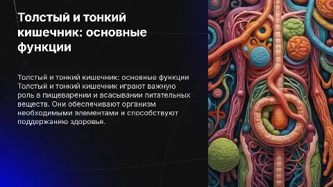 толстый и тонкий кишечник