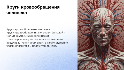 круги кровообращения