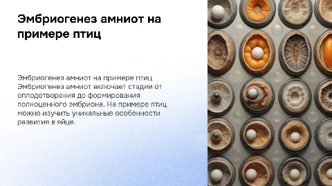 Особенности эмбриогенеза амниот на примере птиц