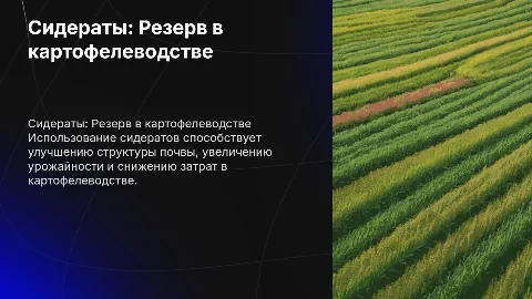 Использование сидератов для повышения эффективности картофелеводства