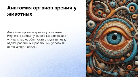 Анатомическое строение органов зрения у животных